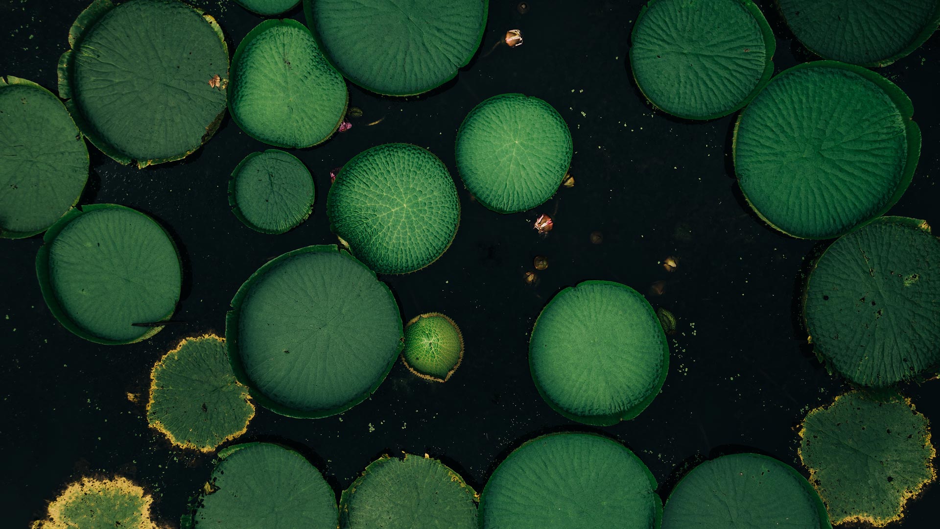 P&I Interview: Delivering returns through stewardship