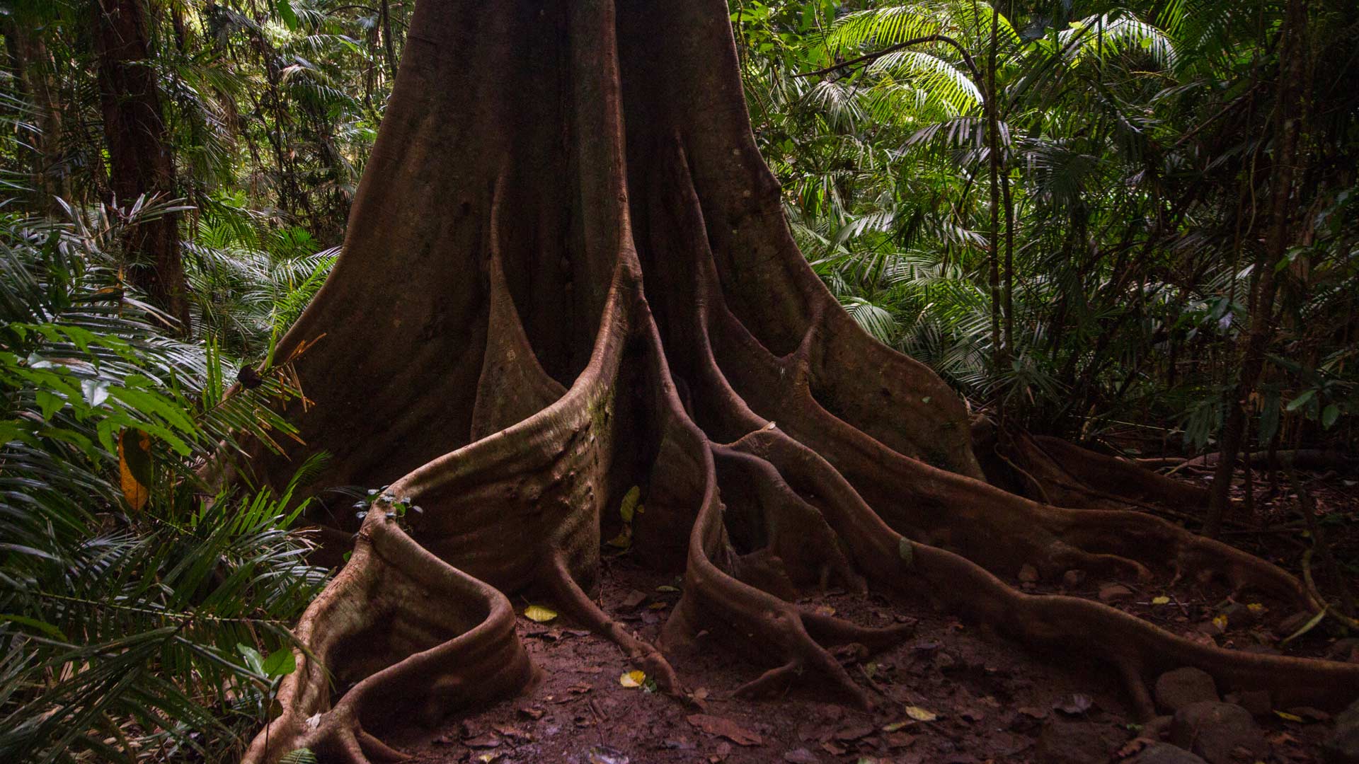 Dual Share Class Blundering