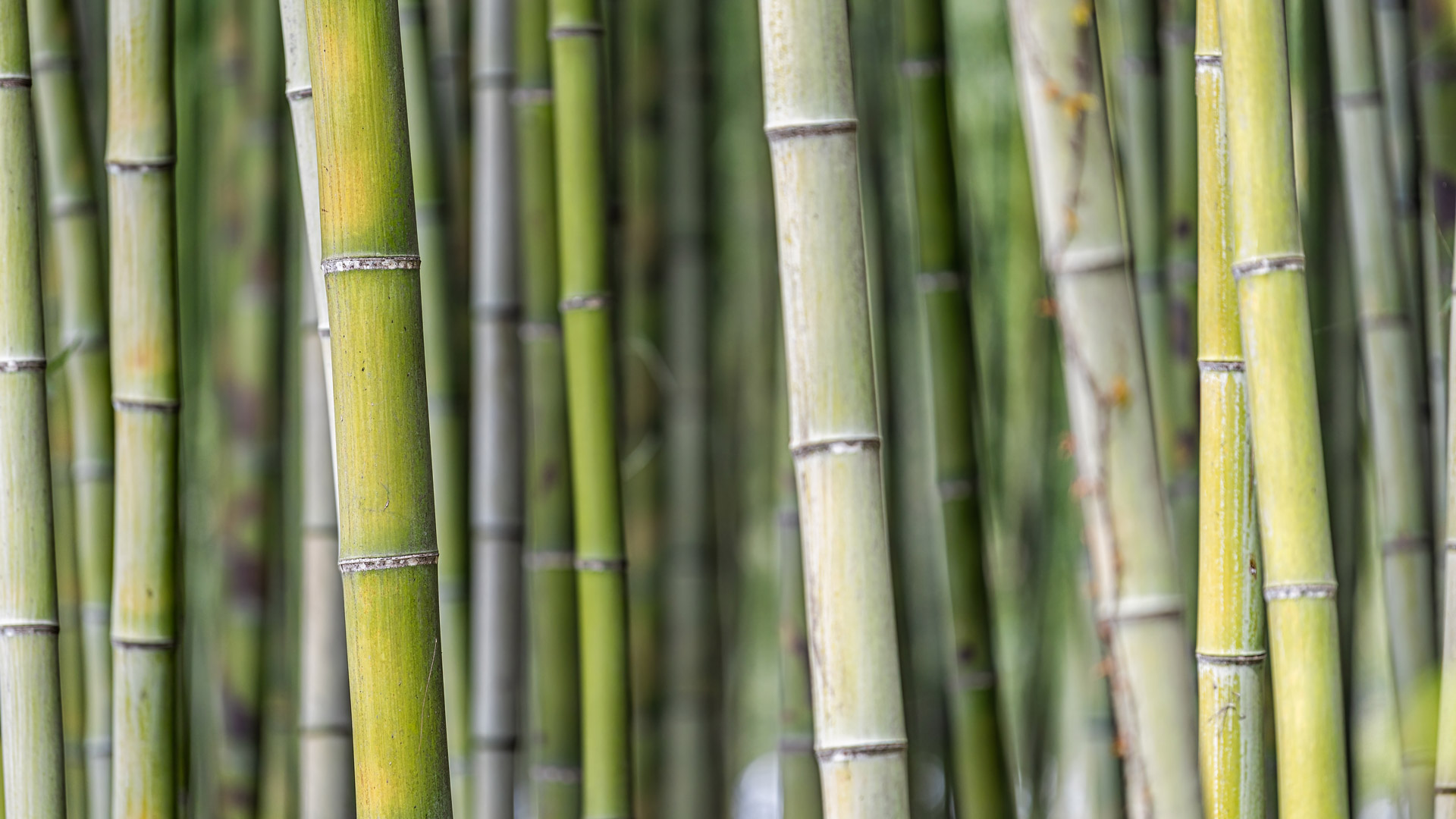 Asia Pacific Sustainability