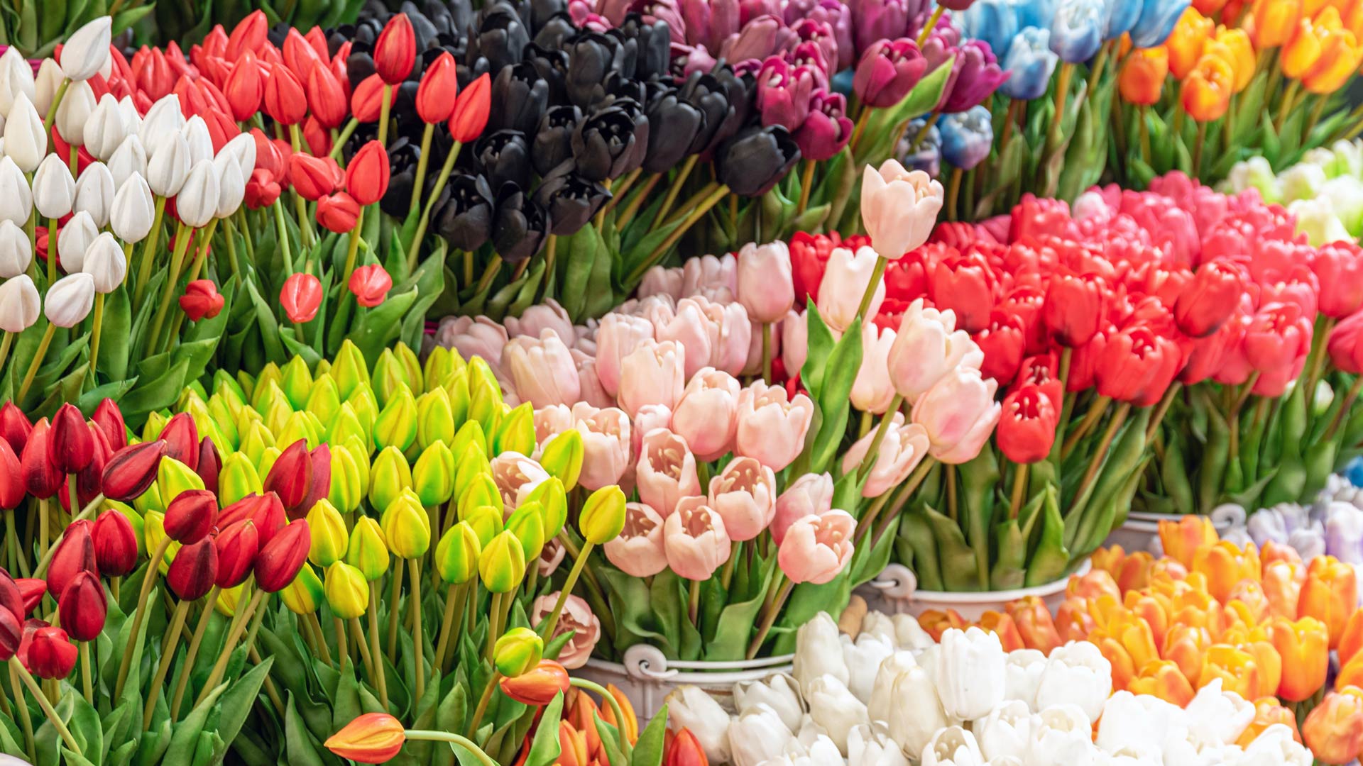 European Sustainability