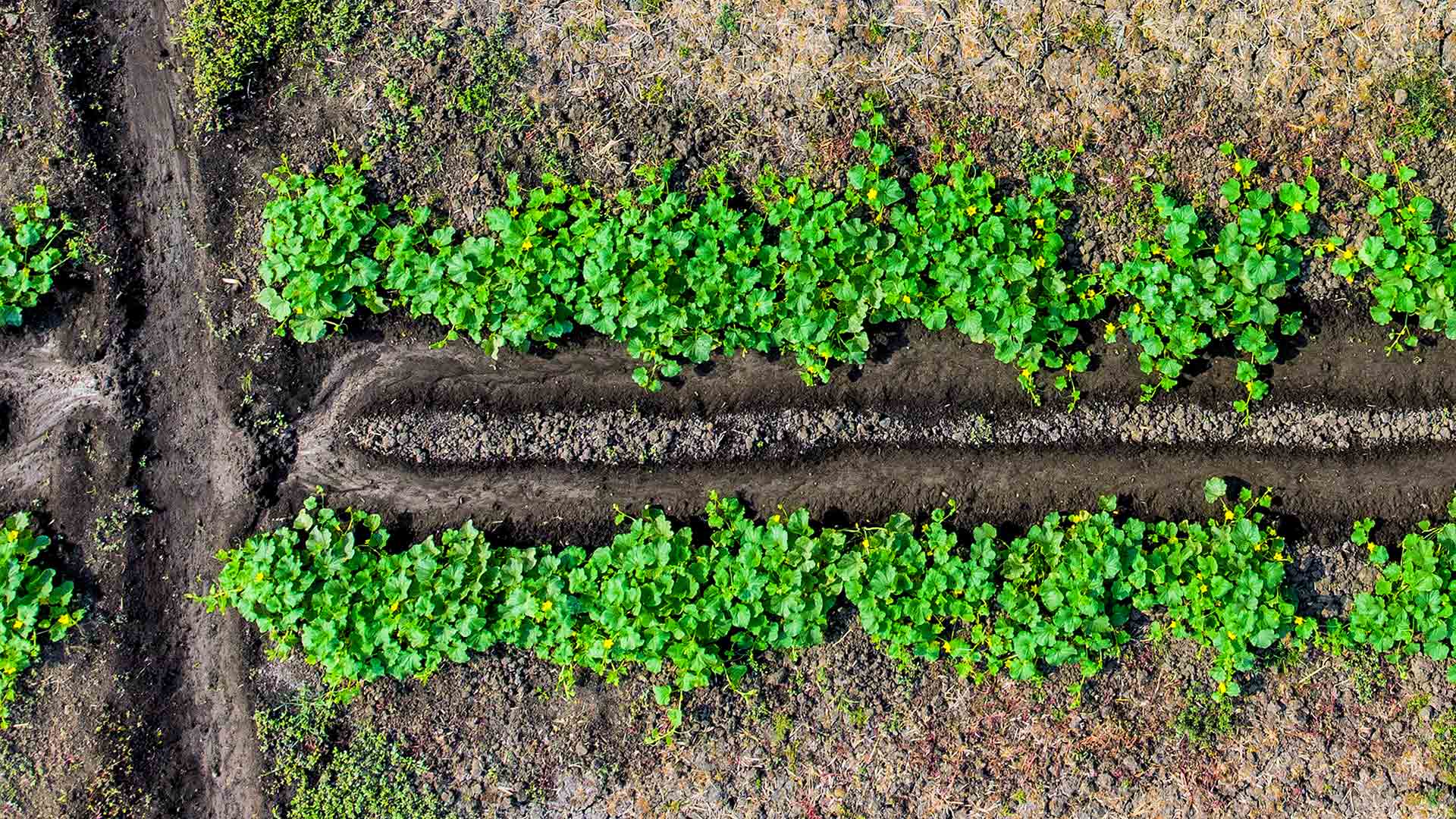 Sustainable Finance Disclosures Regulation (SFDR)